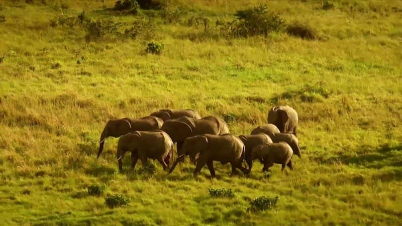 纪录片《马赛马拉鬣狗女王 Hyaena Queen of the Masai Mara》[无字][BT][720P]资源下载