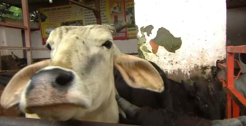 ¼Ƭӡȵţΰά (BBC) India's Cow Vigilantes (BBC)Ļ/Ļ