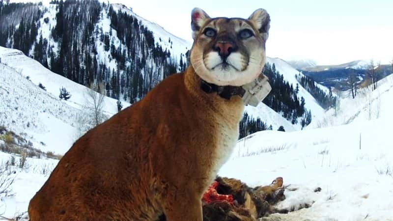 ¼ƬɽʨߴĴèƶ Mountain Lions: Big Cats in High Placesȫ1-Ļ/Ļ