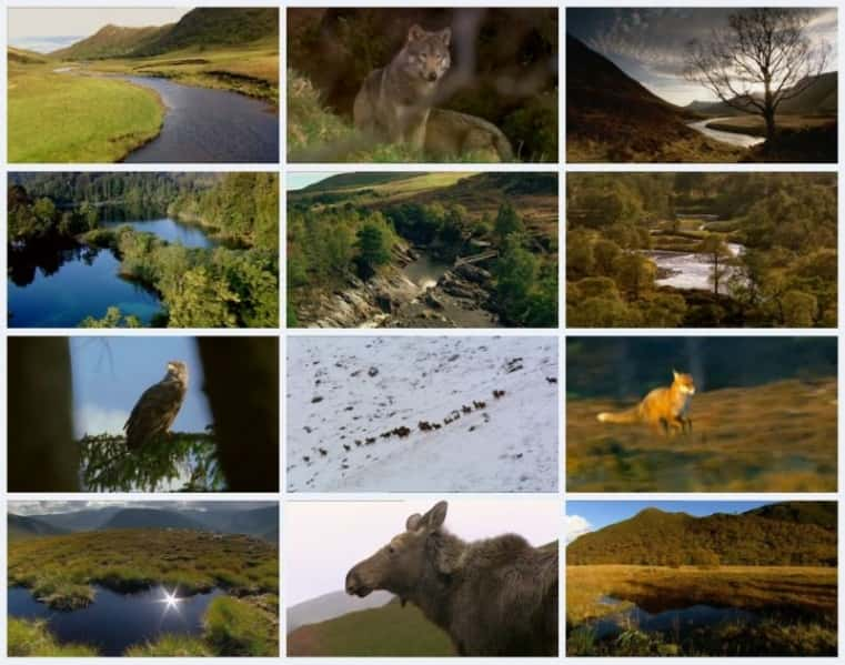 ¼ƬϿе¹ Moose in the Glenȫ1-Ļ/Ļ