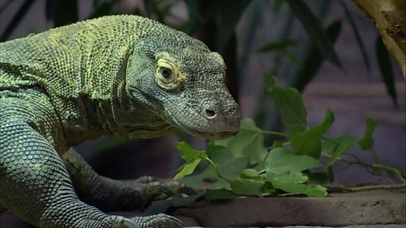 ¼ƬĪ᣺ (BBC 1080p) Komodo: Secrets of the Dragon (BBC 1080p)1080Pȫ1-Ļ/Ļ