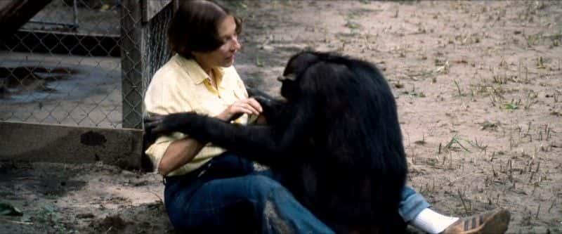 ¼Ƭ¶ Lucy, the Human Chimp1080Pȫ1-Ļ/Ļ