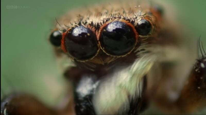 ¼Ƭ磨ӣ Insect Worlds (HDTV)Ļ/Ļ