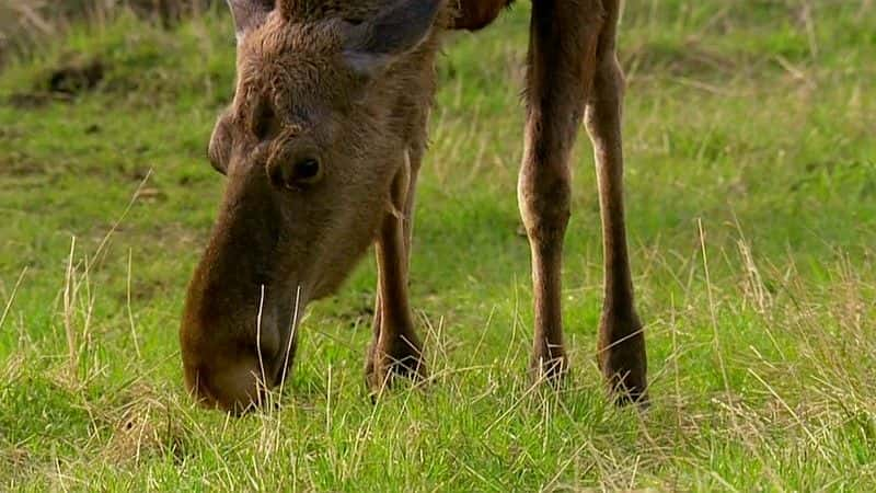 ¼ƬϿе¹ (BBC) Moose in the Glen (BBC)ȫ1-Ļ/Ļ