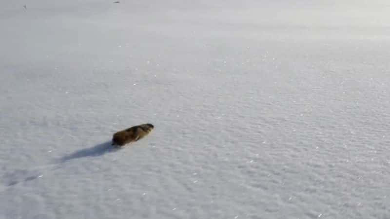 ¼Ƭ󣺱С Lemming: The Little Giant of the North1080P-Ļ/Ļ