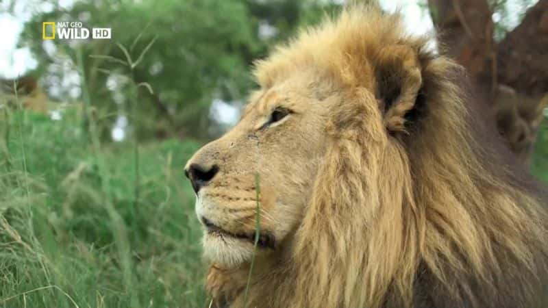 ¼Ƭġɭʨ Kevin Richardson: The Lion WhispererĻ/Ļ