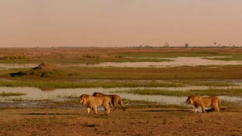 ¼ƬȻϵ 38  5 ֣¿꣺֮ӣ 2  Limbo Nature Series 38 Part 5: Okavango: River of Dreams :Episode 2 Limbo1080P-Ļ/Ļ