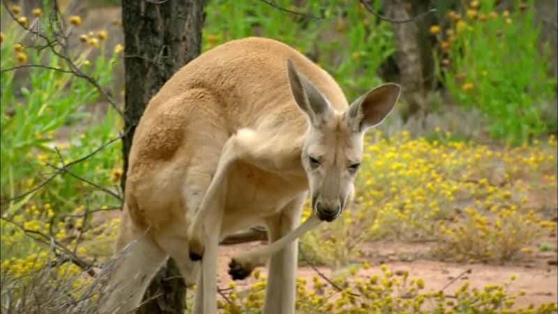 ¼Ƭ (Ch4) Kangaroo (Ch4)Ļ/Ļ