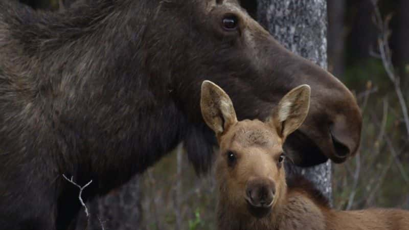 ¼Ƭʶ¹ (BBC) Meet the Moose Family (BBC)1080Pȫ1-Ļ/Ļ