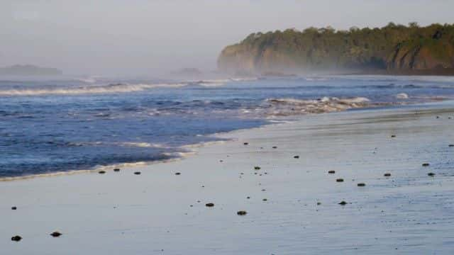 ¼ƬȻĺ걣 (BBC) Nature's Turtle Nursery (BBC)1080Pȫ1-Ļ/Ļ