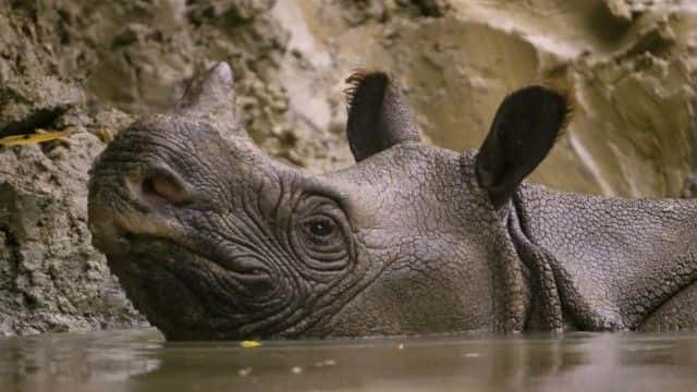 ¼ƬצϬţһս Last Stand of the Javan Rhino1080Pȫ1-Ļ/Ļ