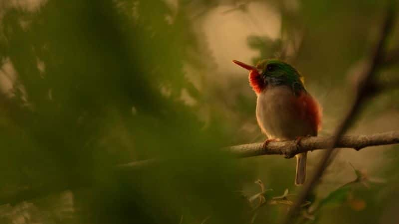 ¼ƬȻ磺ҰŰͼձ֮õ 2  Natural World: Wild Cuba a Caribbean Journey Part 21080P-Ļ/Ļ