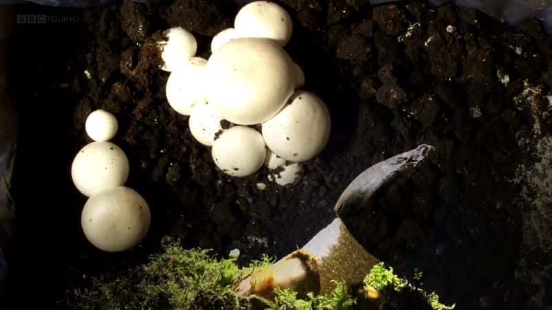 ¼ƬĢħ (BBC 1080p) The Magic of Mushrooms (BBC 1080p)1080Pȫ1-Ļ/Ļ