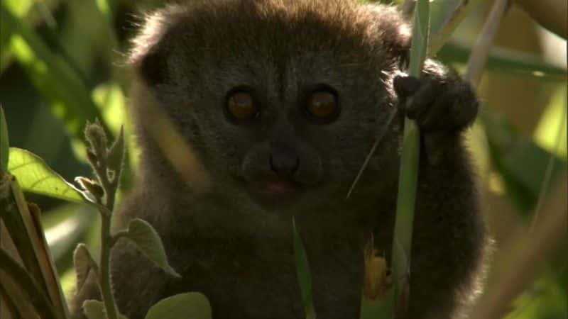 ¼Ƭ˹ӡͼ (BBC 1080p) Madagascar, Lemurs and Spies (BBC 1080p)1080Pȫ1-Ļ/Ļ