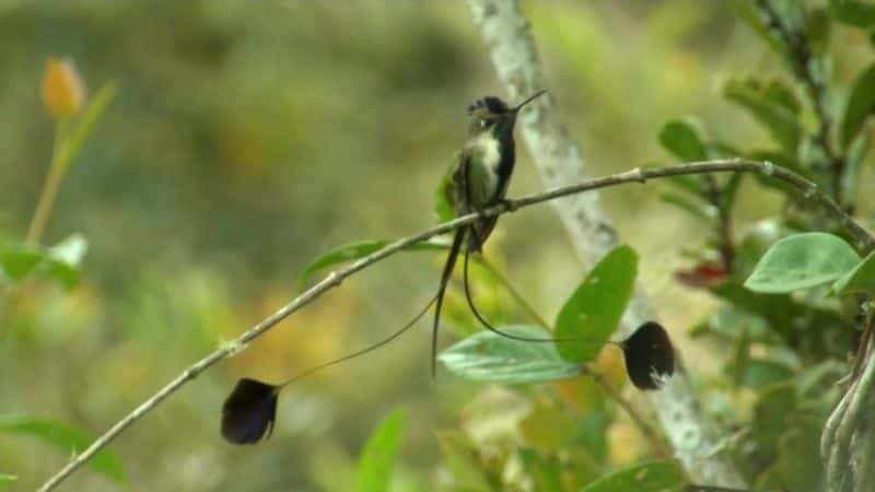 ¼Ƭ񣺿еħ Hummingbirds: Magic in the AirĻ/Ļ