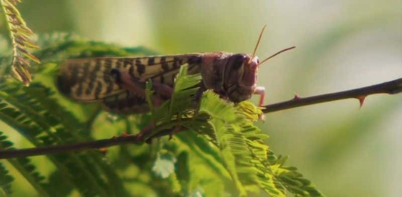 ¼ƬǵĻȳ Kenya's Locust Hunters1080P-Ļ/Ļ