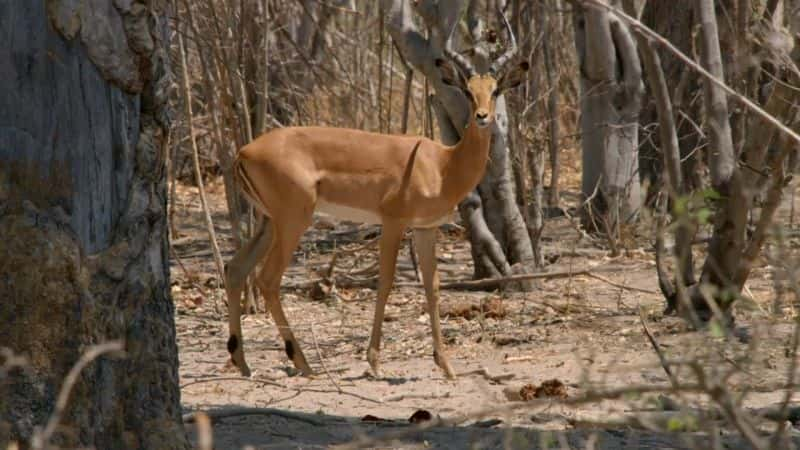 ¼ƬȻϵ 38  6 ֣¿꣺֮ӣ 3  Nature Series 38 Part 6: Okavango: River of Dreams : Episode 3 Inferno1080P-Ļ/Ļ