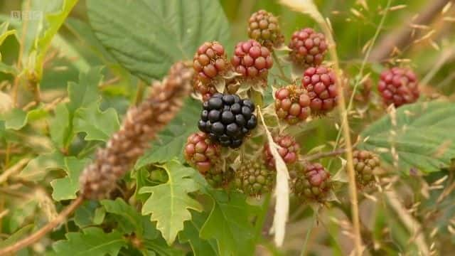 ¼Ƭǿ˹٣ո· (BBC) Kerry is Kirsty: Scotland's Best Cycling Routes (BBC)ȫ1-Ļ/Ļ