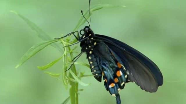 ¼Ƭҹ԰̽ϵУɽ National Parks Exploration Series: Great Smoky Mountains720Pȫ1-Ļ/Ļ