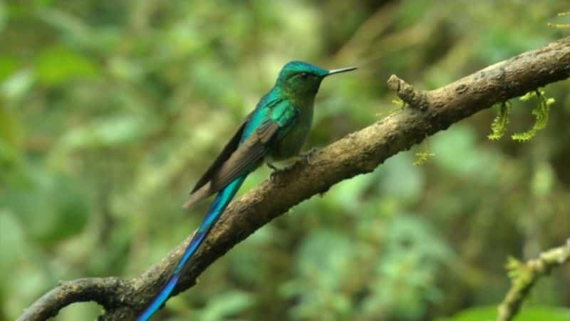 ¼Ƭ񣺿еħ Hummingbirds: Magic in the AirĻ/Ļ