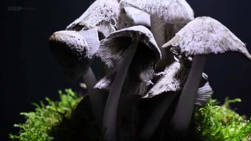 ¼ƬĢħ The Magic of Mushroomsȫ1-Ļ/Ļ