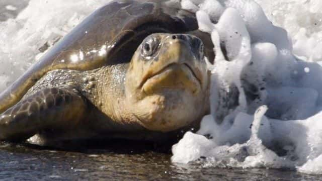 ¼ƬȻĺ걣 (BBC) Nature's Turtle Nursery (BBC)1080Pȫ1-Ļ/Ļ