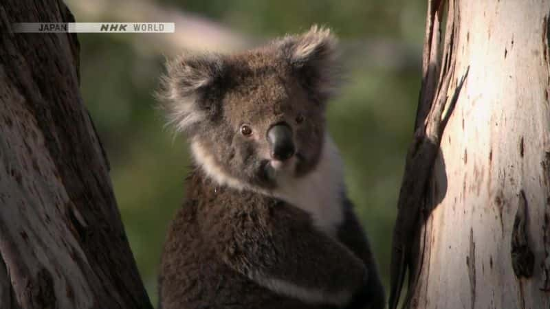 ¼Ƭױȵд￼ The Matchless Marsupial KoalaĻ/Ļ