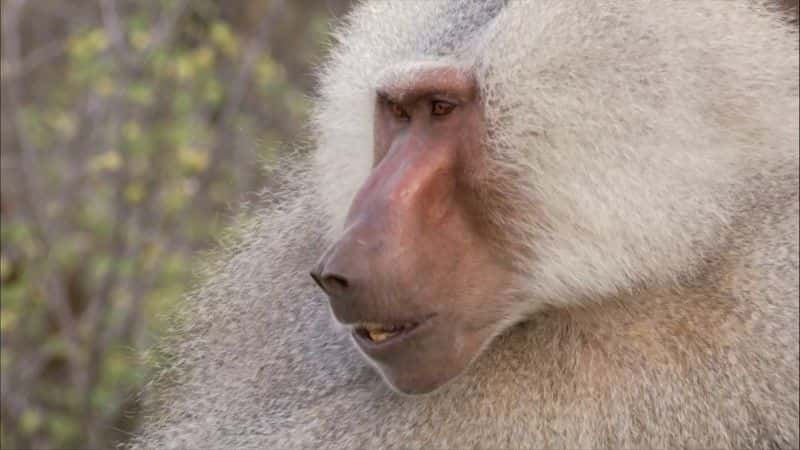 ¼Ƭһ (BBC 1080p) Living with Baboons (BBC 1080p)1080P-Ļ/Ļ