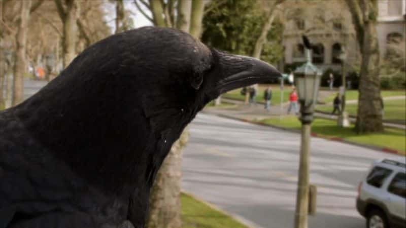 ¼ƬȺѻıɱӣ A Murder of Crows (HDTV)Ļ/Ļ