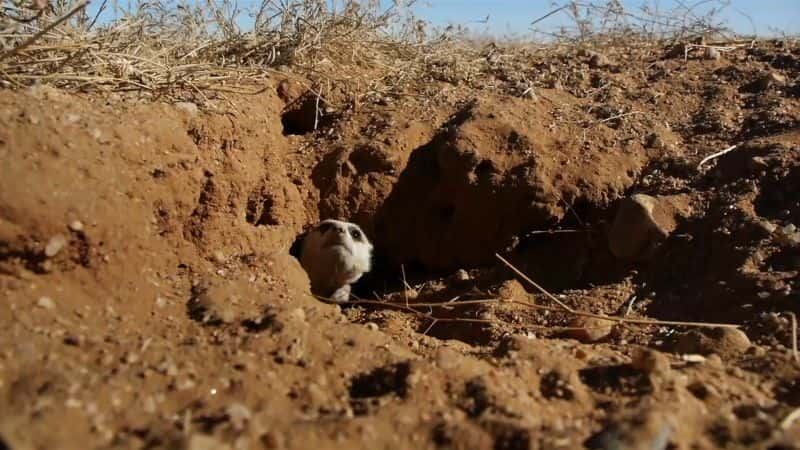 ¼Ƭʶè Meet the Meerkats1080P-Ļ/Ļ