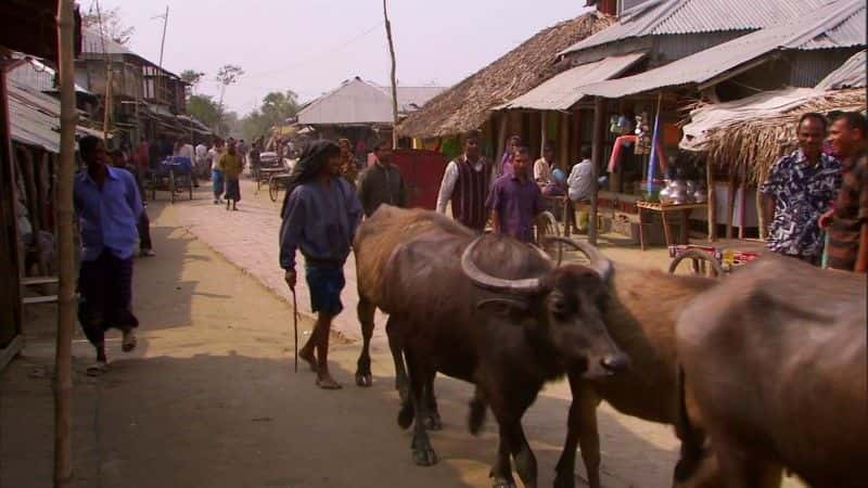 ¼Ƭ¶˹ʳ˻ (BBC) Man-Eating Tigers of the Sundarbans (BBC)1080Pȫ1-Ļ/Ļ