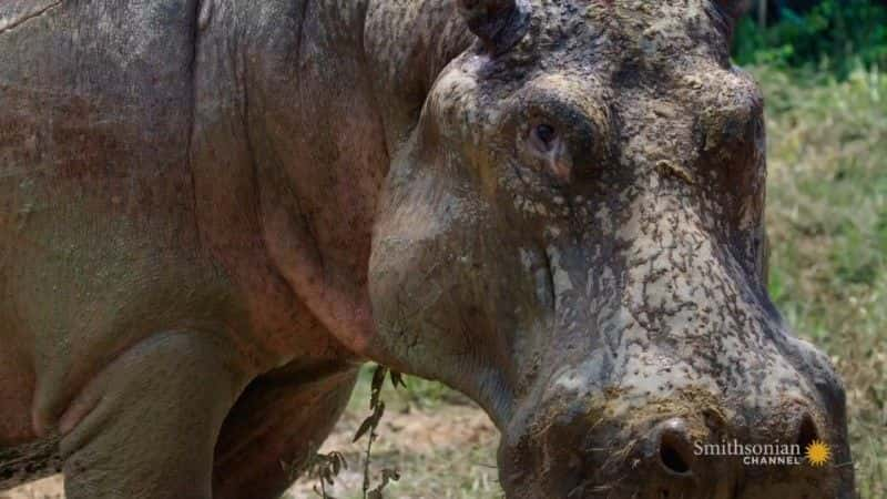 纪录片《追捕埃斯科瓦尔的河马 The Hunt for Escobar's Hippos》[无字][BT][1080P]资源下载