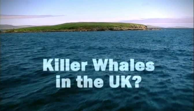 ¼ƬӢĻ Killer Whales in the UKĻ/Ļ