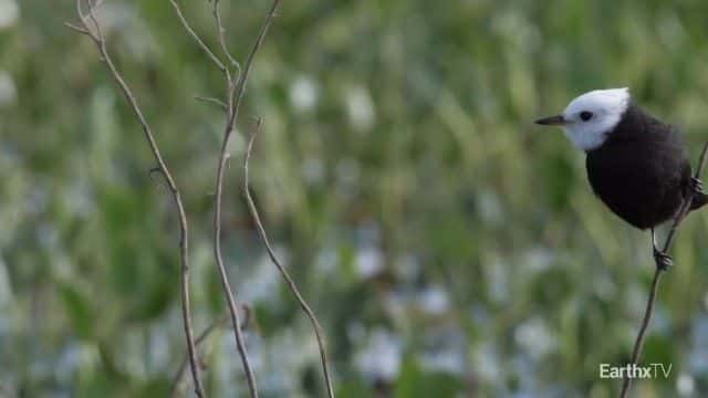 ¼Ƭ԰Ұ͢ Ibera Park: Rewilding Argentina1080Pȫ1-Ļ/Ļ