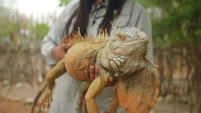 ¼Ƭīó Mexico's Exotic Pet Trade1080Pȫ1-Ļ/Ļ