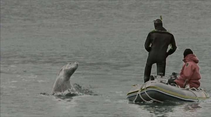 ¼Ƭ֮ Leopard Seal: Lords of the Iceȫ1-Ļ/Ļ