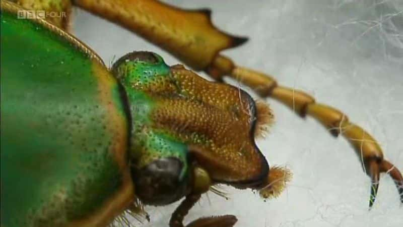 ¼ƬʣĹԭ Insect Dissection: How Insects Workȫ1-Ļ/Ļ