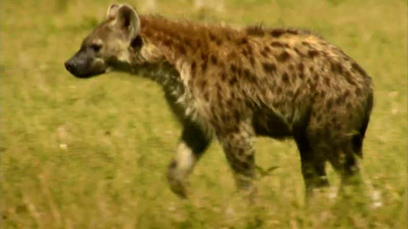 纪录片《马赛马拉鬣狗女王 Hyaena Queen of the Masai Mara》[无字][BT][720P]资源下载