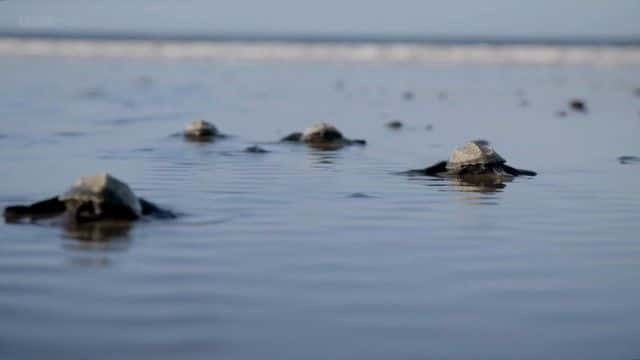 ¼ƬȻĺ걣 (BBC) Nature's Turtle Nursery (BBC)1080Pȫ1-Ļ/Ļ