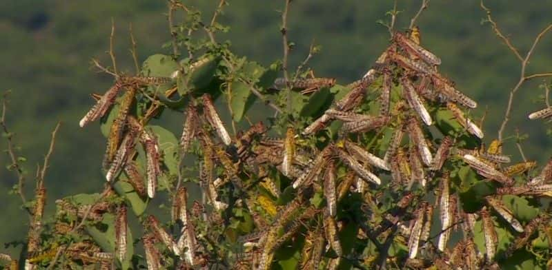 ¼ƬǵĻȳ Kenya's Locust Hunters1080P-Ļ/Ļ