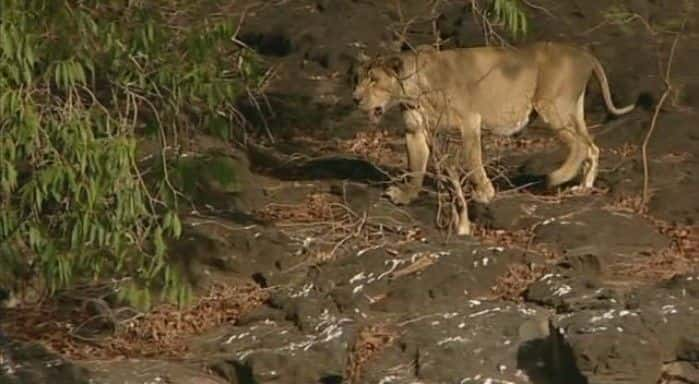 ¼Ƭӡʨ The Last Lions of IndiaĻ/Ļ