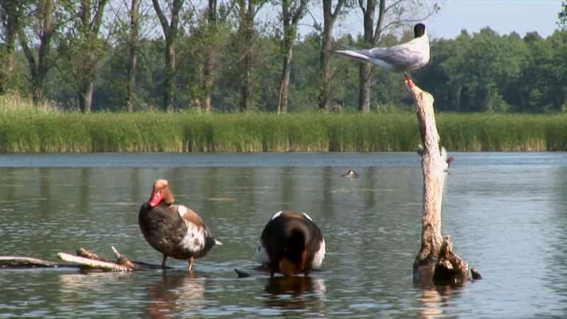 ¼Ƭħ Lake Magic1080P-Ļ/Ļ