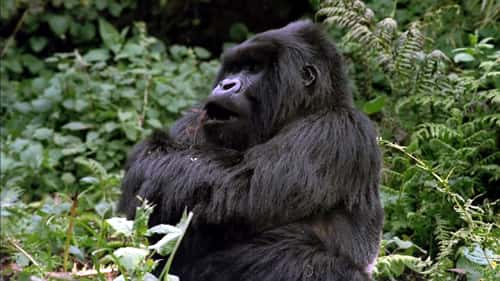 ¼Ƭɽش (IMAX) Mountain Gorilla (IMAX)Ļ/Ļ