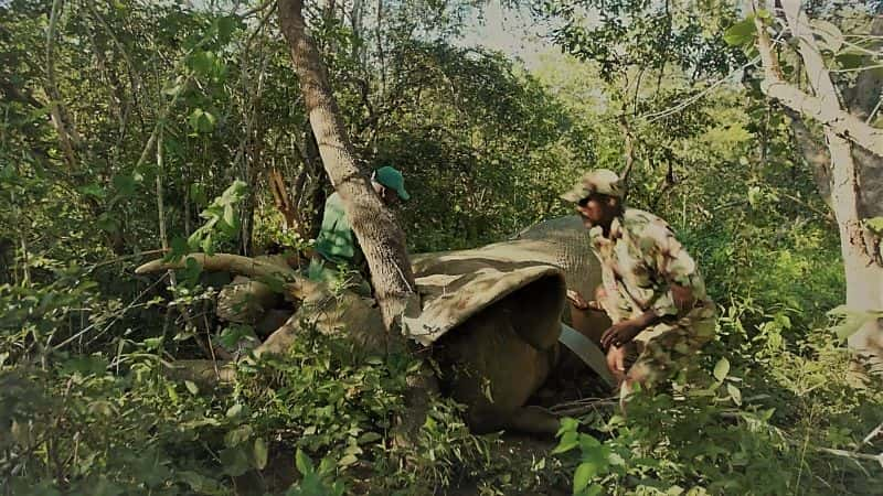 纪录片《马拉维野生动物救援：系列 1 第 5 部分：大大小小的生物 Malawi Wildlife Rescue: Series 1 Part 5: Creatures Great and Small》[无字][BT][720P]资源下载