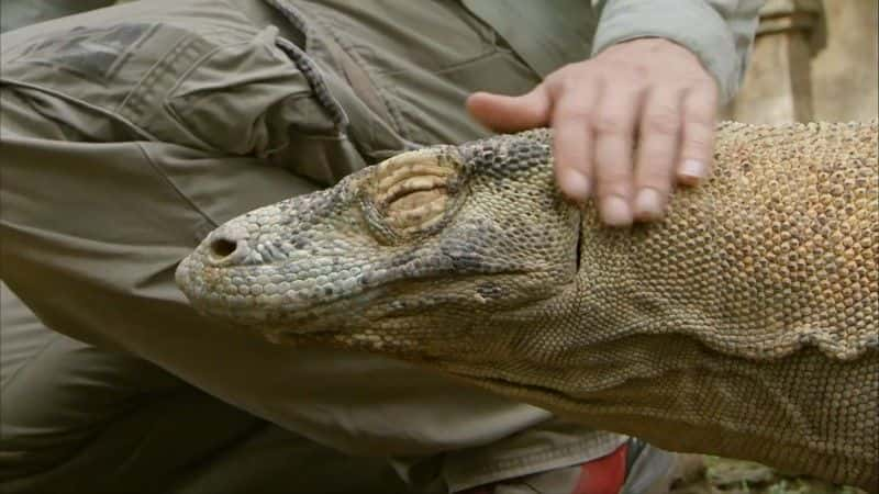 ¼ƬĪ᣺ (BBC 1080p) Komodo: Secrets of the Dragon (BBC 1080p)1080Pȫ1-Ļ/Ļ