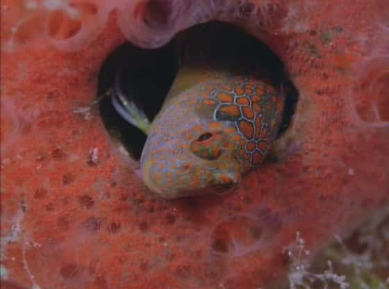 纪录片《加勒比海的宝石 Jewels of the Caribbean Sea》[无字][BT][720P]资源下载