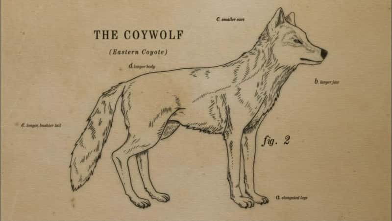 ¼Ƭʶ Coywolf Meet the CoywolfĻ/Ļ