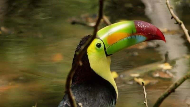 ¼Ƭī磺 Mexico: Earth's Festival of Lifeȫ3-Ļ/Ļ