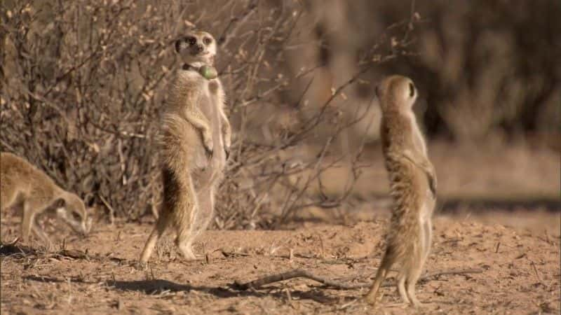 ¼Ƭèǵ (BBC 1080p) Meerkats: Secrets of an Animal Superstar (BBC 1080p)1080Pȫ1-Ļ/Ļ