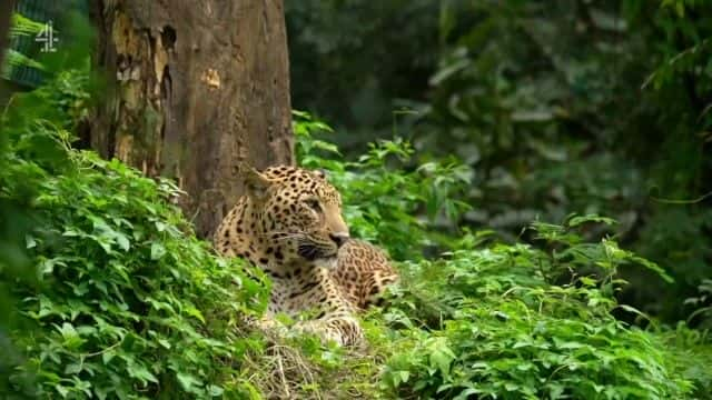 ¼ƬӡȱϮ¼ India's Leopard Attacks1080Pȫ1-Ļ/Ļ